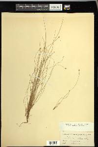 Eleocharis intermedia image