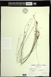 Eleocharis erythropoda image