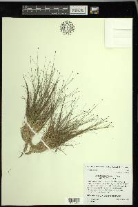 Eleocharis microcarpa image