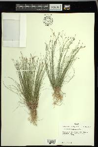 Eleocharis microcarpa image