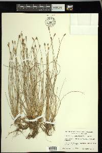 Eleocharis montevidensis image