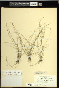 Eleocharis flavescens image