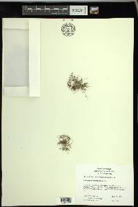 Cyperus subsquarrosus image