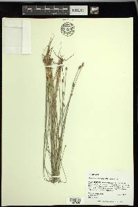 Eleocharis montevidensis image