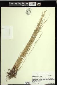 Eleocharis cylindrica image
