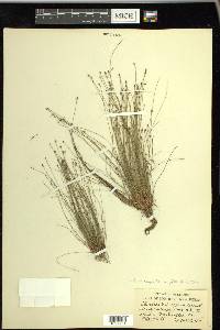 Eleocharis microcarpa image