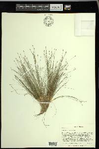 Eleocharis microcarpa image