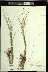 Eleocharis macrostachya image