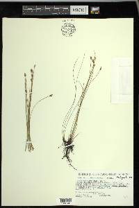 Eleocharis erythropoda image