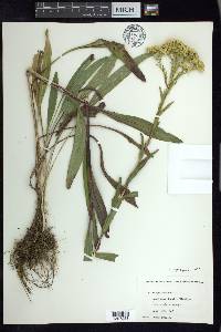 Solidago ohioensis image