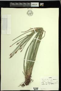 Eleocharis montana image