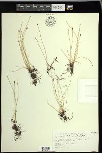 Eleocharis erythropoda image