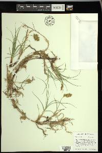 Carex arenaria image