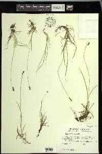 Carex stevenii image