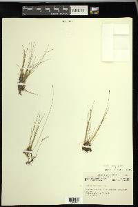 Eleocharis quinqueflora image