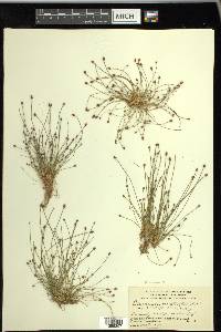 Eleocharis ovata image