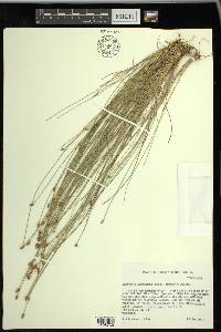 Eleocharis tuberculosa image