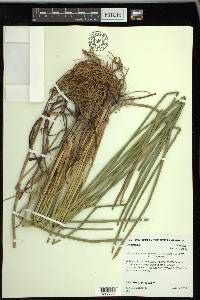 Eleocharis quadrangulata image