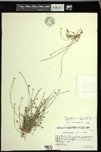 Eleocharis ovata image