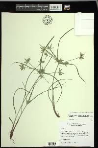 Cyperus compressus image