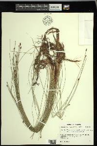 Eleocharis tenuis image