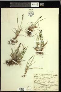 Carex paysonis image