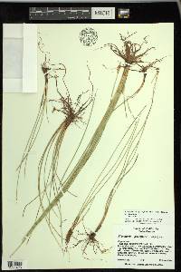 Eleocharis quinqueflora image