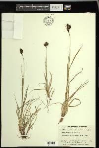 Carex atrosquama image