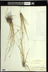 Eleocharis rostellata image