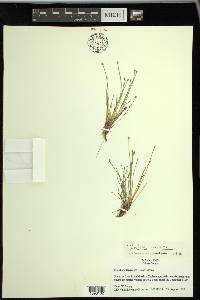 Eleocharis olivacea image