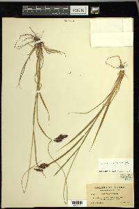 Carex chalciolepis image