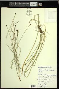 Eleocharis rostellata image