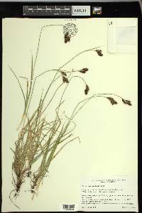 Carex chalciolepis image