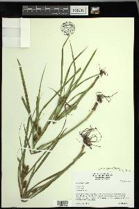 Carex aureolensis image