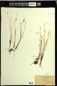 Eleocharis parishii image