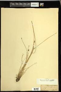 Eleocharis rostellata image