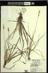 Carex parryana image