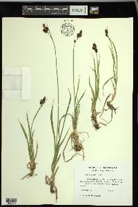 Carex paysonis image