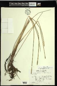 Eleocharis quadrangulata image