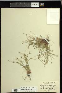 Eleocharis olivacea image