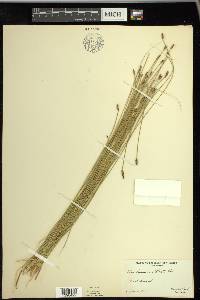 Eleocharis rostellata image