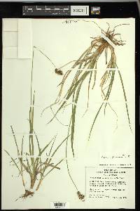 Carex heteroneura image