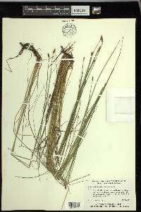 Eleocharis tricostata image