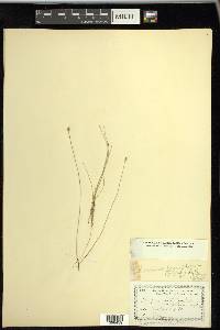 Eleocharis quinqueflora image