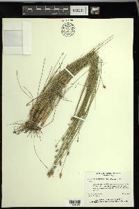 Eleocharis tuberculosa image