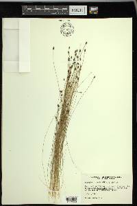 Eleocharis tenuis image