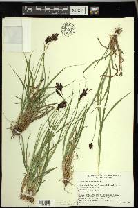 Carex chalciolepis image