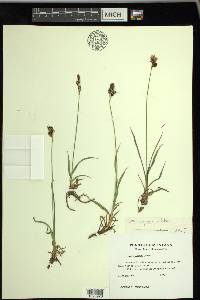 Carex paysonis image