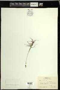 Carex parryana image