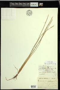 Eleocharis robbinsii image